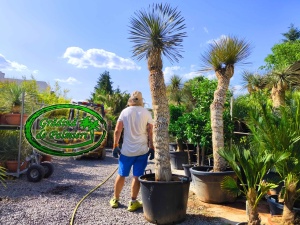 Yucca Elata Promo var. 1.