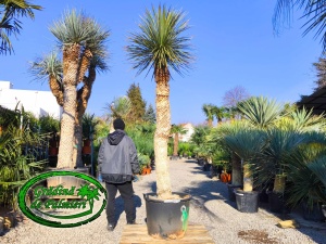 Yucca Elata trunchi 200cm