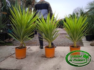 Yucca elephantipes Jewel 120-140cm înălțime totală
