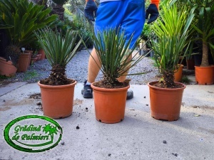 Yucca Filifera Australis trunchi 5-10cm