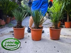 Yucca Filifera Australis trunchi 5-10cm