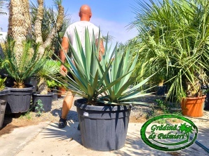 Yucca Madrensis DUBLU