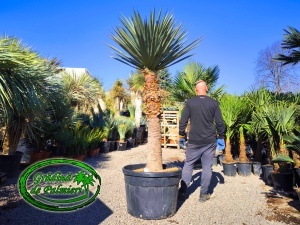 Yucca Madrensis trunchi 140-150cm