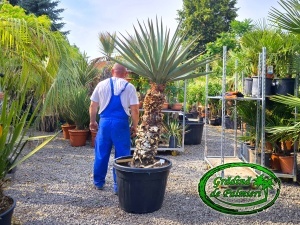 Yucca Madrensis trunchi 90-100cm