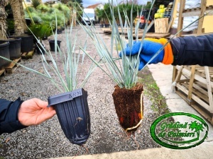 Yucca Rostrata 35-40cm inaltime totala