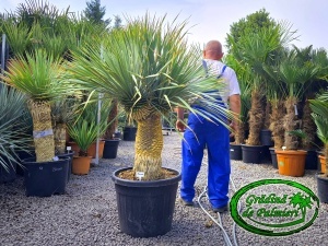 Yucca Rostrata Dublu
