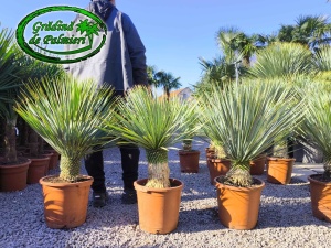 Yucca Rostrata trunchi 20-25cm