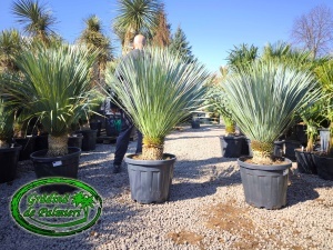 Yucca Rostrata trunchi 20-30 EXTRA