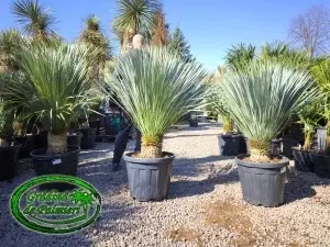 Yucca Rostrata trunchi 20-30 EXTRA