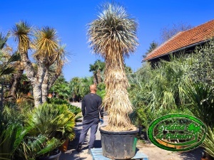 Yucca Rostrata trunchi Blue Swan EXTRA var. 2.