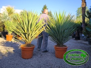 Yucca Treculeana 150-160cm inaltime totala