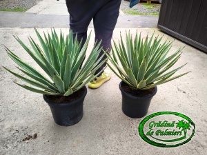Agave angustifolia 55cm Ø