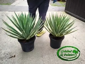 Agave angustifolia 55cm Ø