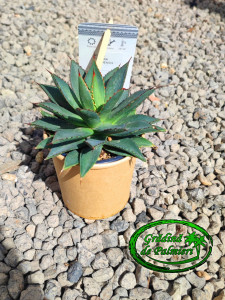 Agave Filifera Isthmensis 15cm Ø