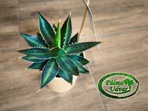 Agave Lophanta 15cm Ø