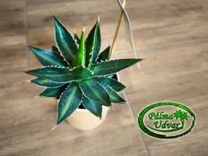 Agave Lophanta 15cm Ø