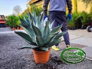 Agave ovatifolia x gentryi 'Jaws' 65cm Ø