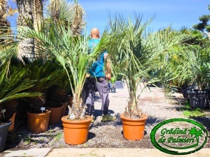 Butia Odorata Silver trunchi 20-30cm
