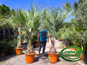 Butia Odorata Silver trunchi 30-40cm