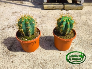 Cactus Trichocereus Pasacana 25-30cm