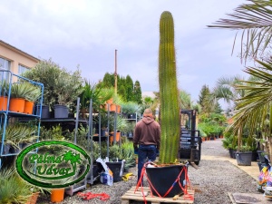 Cactus Trichocereus Pasacana 290-300cm inaltimea plantei