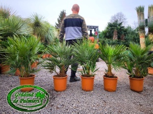 Chamaerops Humilis 80-90cm inaltimea totala
