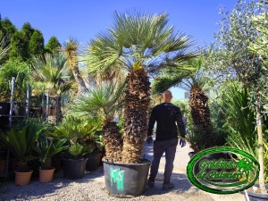 Chamaerops Humilis Cerifera Gigant var.1