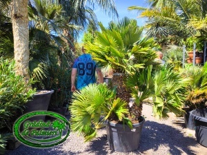 Chamaerops Humilis Vulcano Gigant var. 1