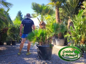Chamaerops Humilis Vulcano Gigant var. 2