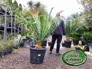 Cycas Panzhihuaensis trunchi 20cm