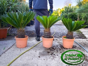 Cycas Revoluta trunchi 15-20cm