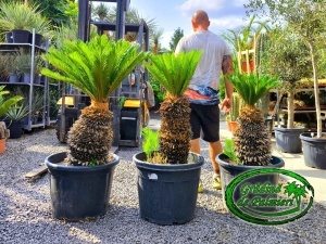 Cycas Revoluta trunchi 50-60cm var. 2