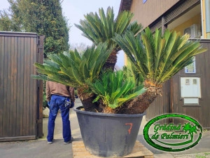 Cycas Revoluta trunchi EXTRA