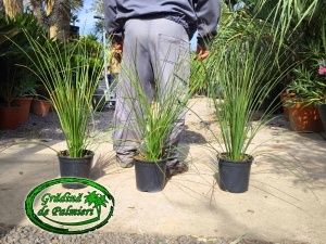 Dasylirion Longissimum 60-70cm inaltime totala