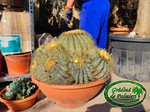 Ferocactus Glaucescens 65cm Ø cactus