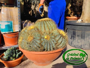 Ferocactus Glaucescens 65cm Ø cactus