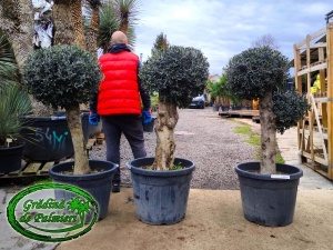 Măslin - Olea Europaea BOLA Extra