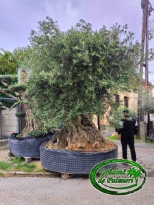 Măslin - Olea Europaea EXTRA