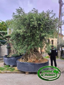 Măslin - Olea Europaea EXTRA