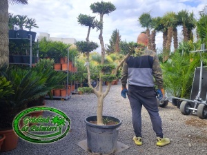 Măslin - Olea Europaea POM-POM MINI