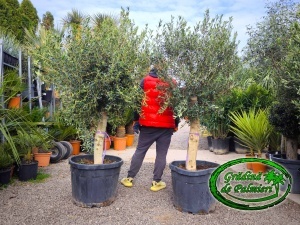 Măslin - Olea Europaea TRONCO JOVEN
