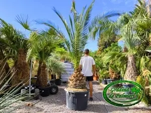 Phoenix Canariensis trunchi 50-60cm