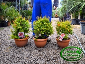 Rodie - Punica granatum / fructe / 50-60cm Inaltime totala