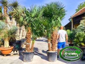 Trachycarpus fortunei Dublu EXTRA