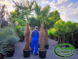 Trachycarpus fortunei trunchi 130-140cm