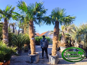 Trachycarpus fortunei trunchi 220-235cm