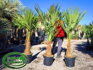 Trachycarpus fortunei trunchi 40-50cm