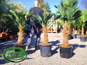 Trachycarpus Wagnerianus trunchi 40-50cm