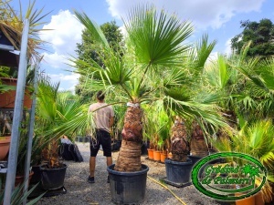 Washingtonia Filifera trunchi 100-110cm