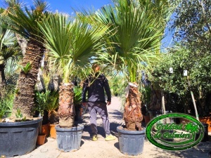 Washingtonia Filifera trunchi 90-100cm